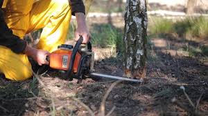 Reliable Bartlett, IL Tree Services Solutions