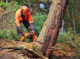 Best Tree Trimming and Pruning  in Bartlett, IL